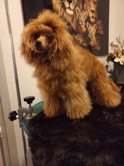 chinchinhome teddy
